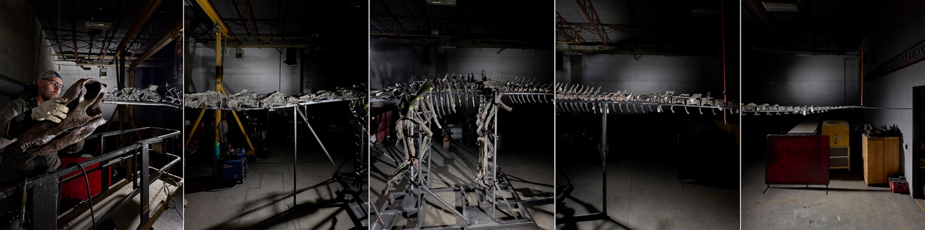 The crowning moment comes as RCI technician Kevin Krudwig positions the skull on the nearly completed skeleton, which measures 75 feet long—almost twice the length of the average city bus—and weighs around five tons, as much as some RVs. In life, the dinosaur (illustration, right) may have weighed two times as much. Later this fall the multimillion- dollar reconstruction will be the star attraction of a new wing of the Natural History Museum of Los Angeles County.